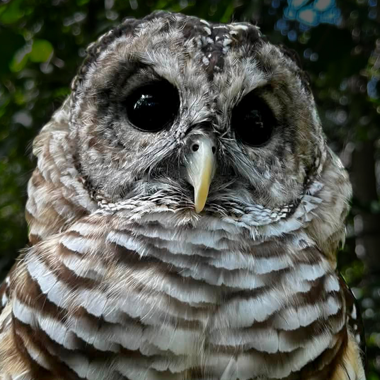 Horus